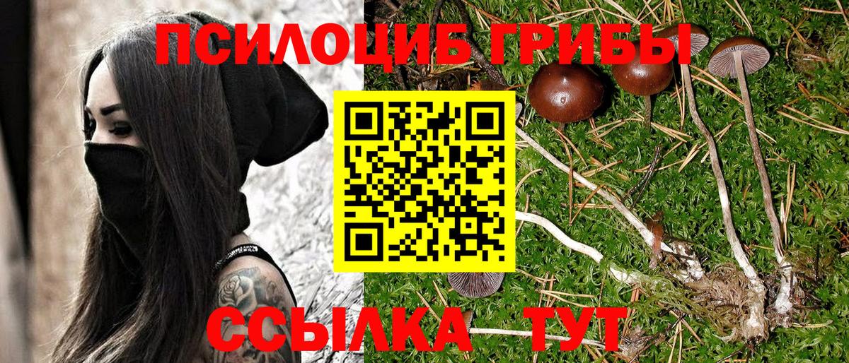 Галлюциногенные грибы Psilocybine cubensis Ишим